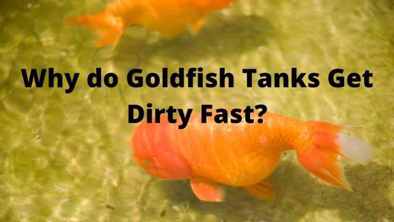 Why Does My Fish Tank Get Dirty So Fast? Discover the Reasons!