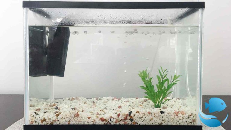 Seal Your Fish Tank like a Pro: A Step-by-Step Guide