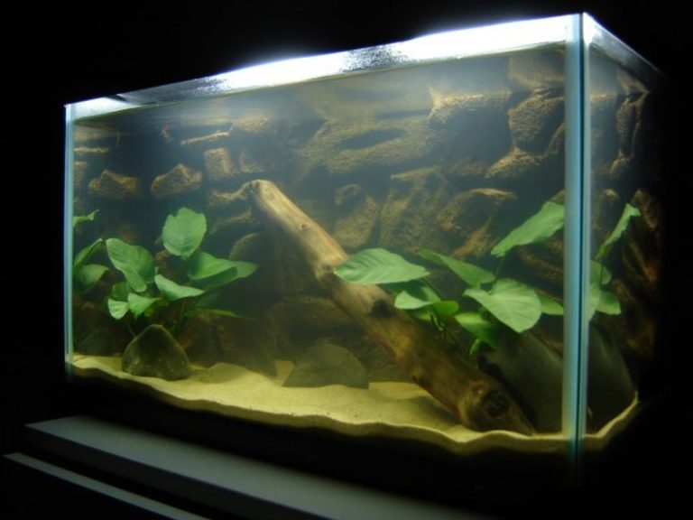 How to Perfectly Prepare Sand for Your Aquarium