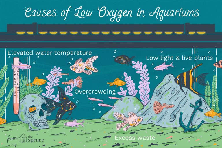 Revive Your Fish Tank: Tips to Boost Oxygen Levels!