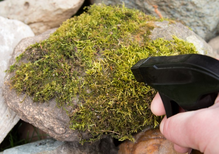 how to attach moss to rock