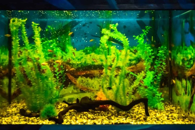 Is Your Tank Ready? Learn How to Know Before Adding Fish