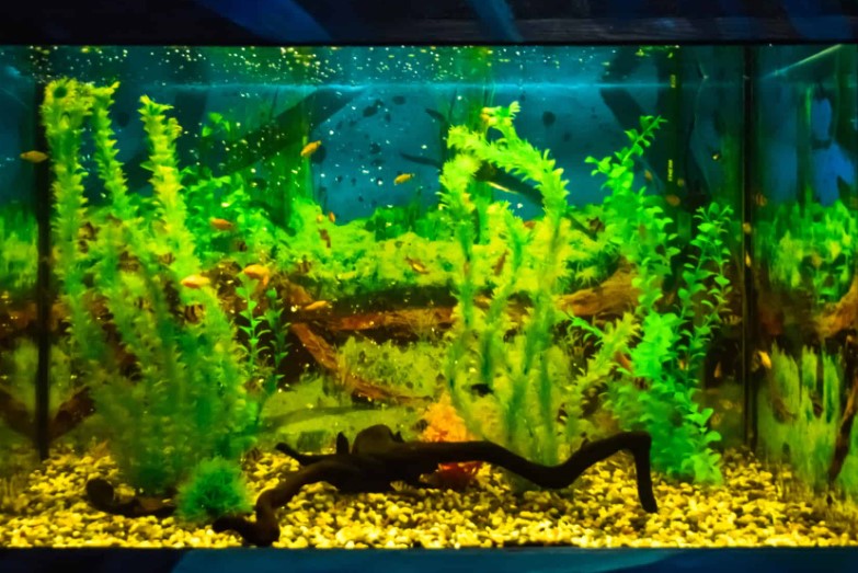 how-to-know-if-your-tank-is-ready-for-fish/