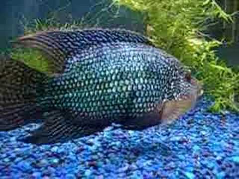 How Big Can Your Jack Dempsey Fish Really Get?