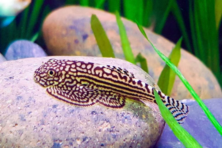 Ultimate Guide: Ideal Number of Hillstream Loaches in a 20 Gallon