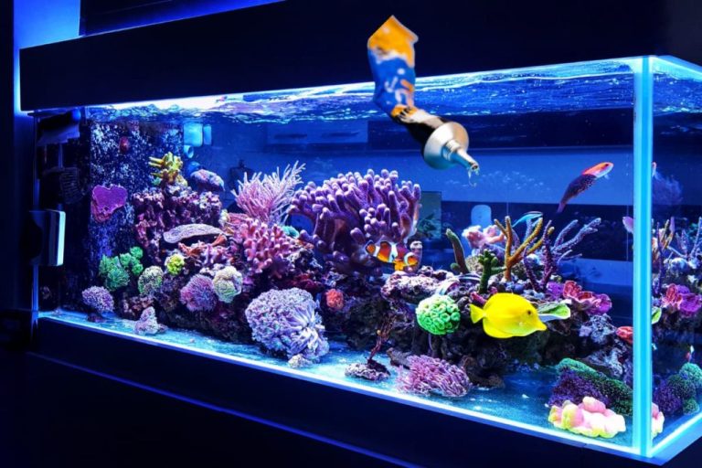 Discover the Truth: Is Gorilla Glue Safe for Aquariums?