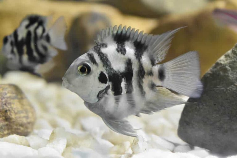 The Ultimate Guide to Convict Cichlid Growth: How Big Do They Get?
