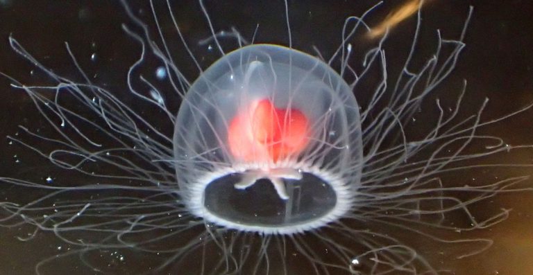 Discover the Shocking Truth: How Much Do Moon Jellyfish Cost?