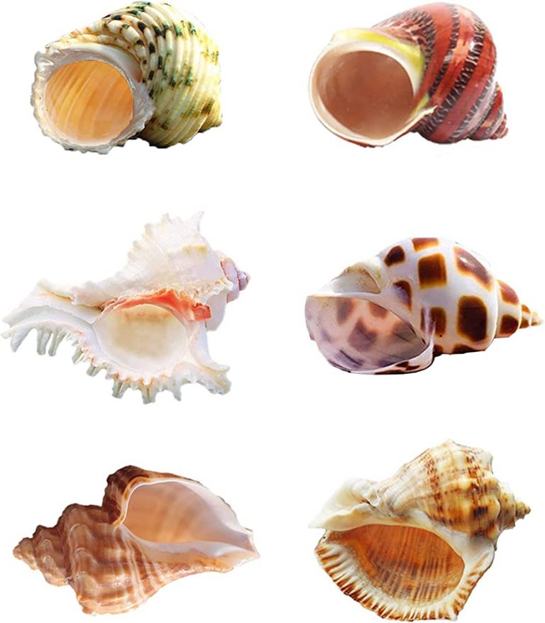 Shell Shocked: The Truth About Putting Seashells in a Fish Tank