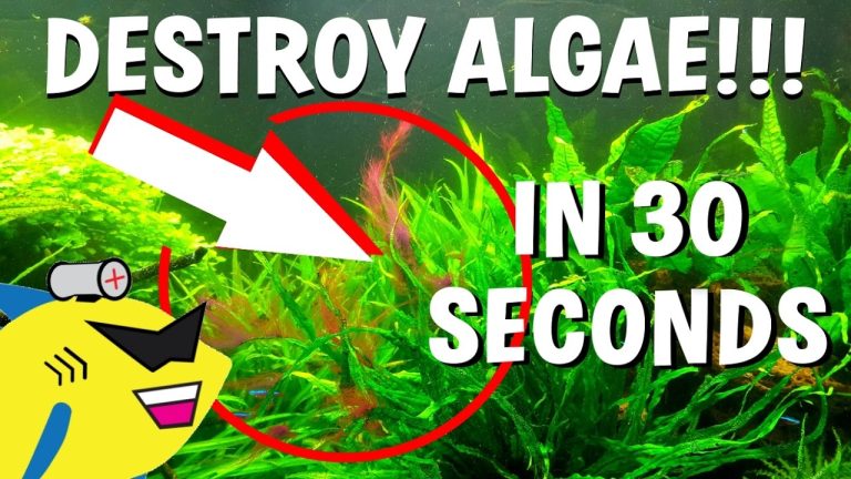 Naturally Remove Algae from Your Fish Tank Today: Proven Method