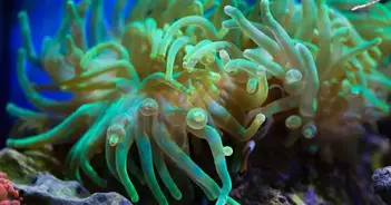 Reviving Your Dying Bubble Tip Anemone: Tips and Tricks