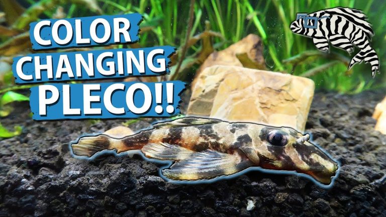 Discover the Truth: Do Plecos Change Color?