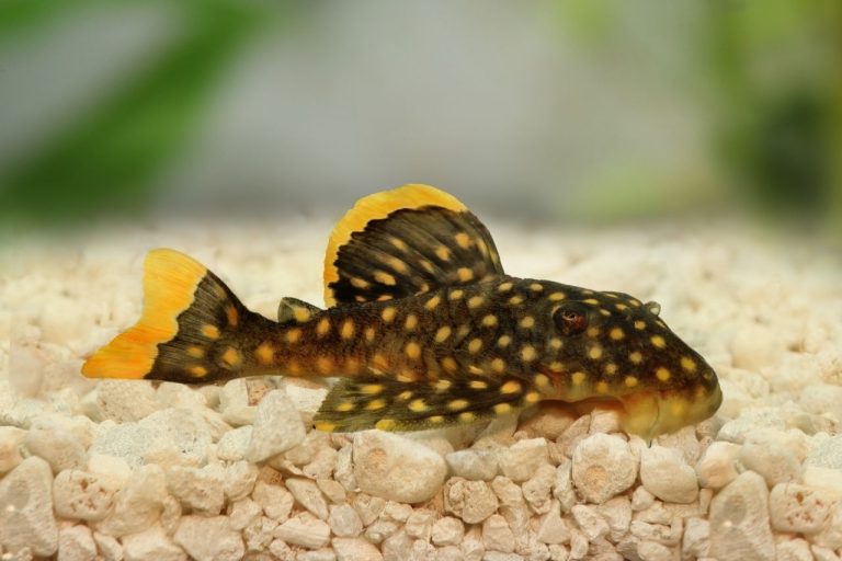 Why Do My Plecos Keep Dying? Troubleshooting Tips to Save Your Fish
