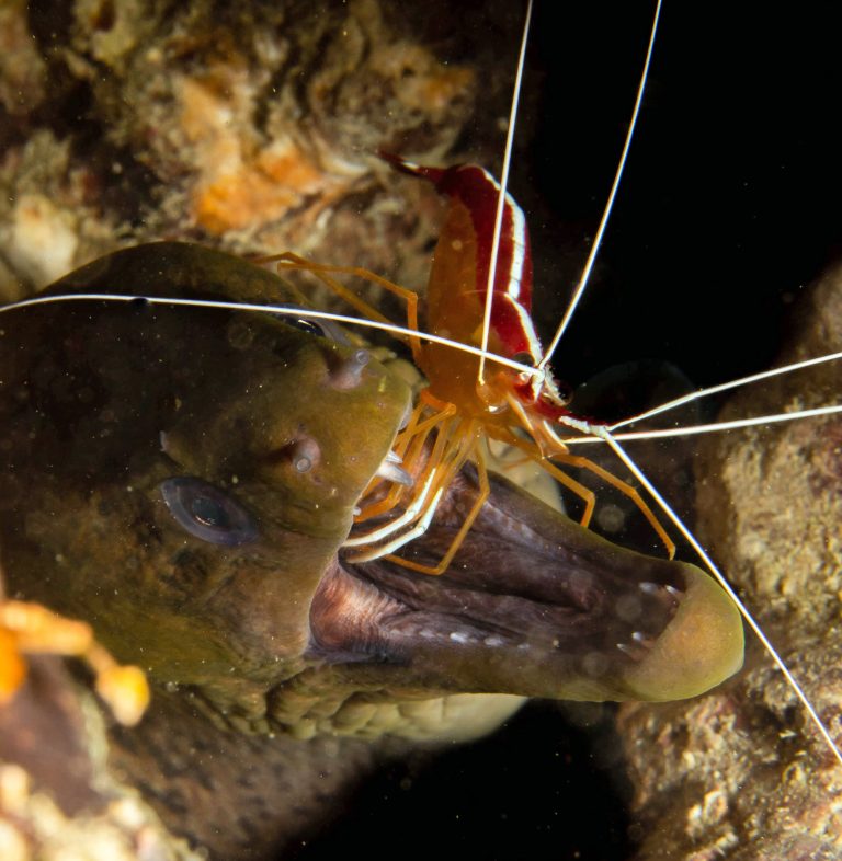 What Do Cleaner Shrimp Eat? Uncovering Their Surprising Diet!