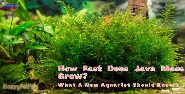 How Fast Does Java Moss Grow? Discover Its Amazing Growth Rate