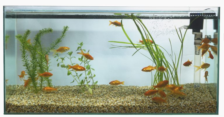 Why Fish Tank Filters are Essential: A Must-Have for Your Aquarium