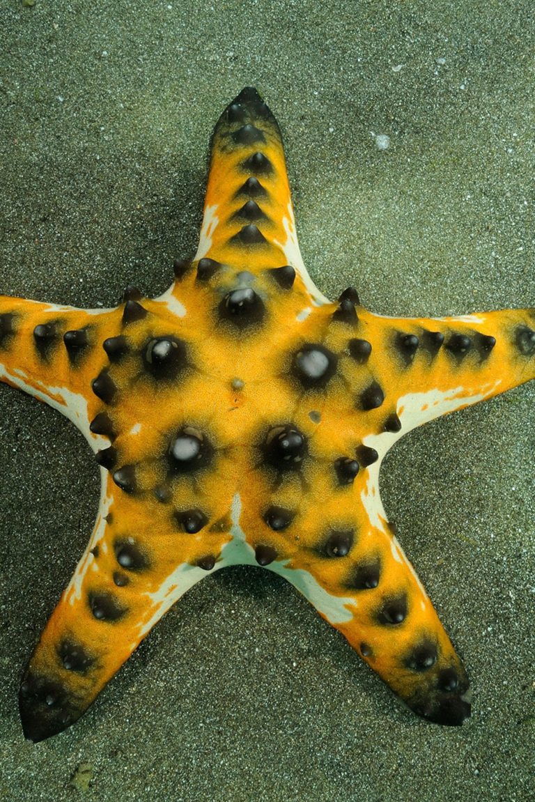 What Starfish Consume in Captivity: Food Choices and Nutritional Needs