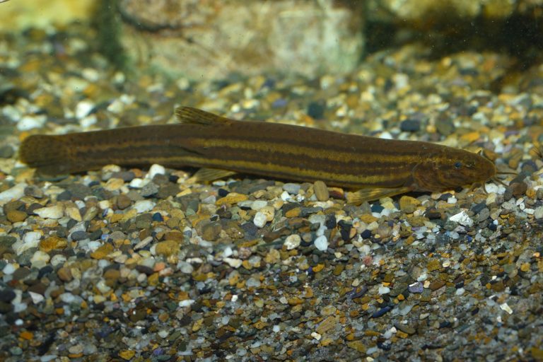 Discover the True Size of Dojo Loaches: How Big Do They Really Get?