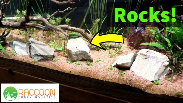 Boiling Rocks for Aquarium: The Perfect Duration!