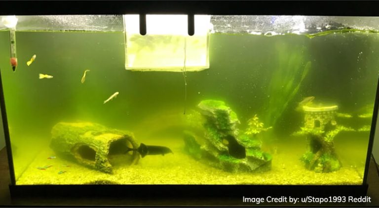 Why Does Algae Thrive in Fish Tanks?