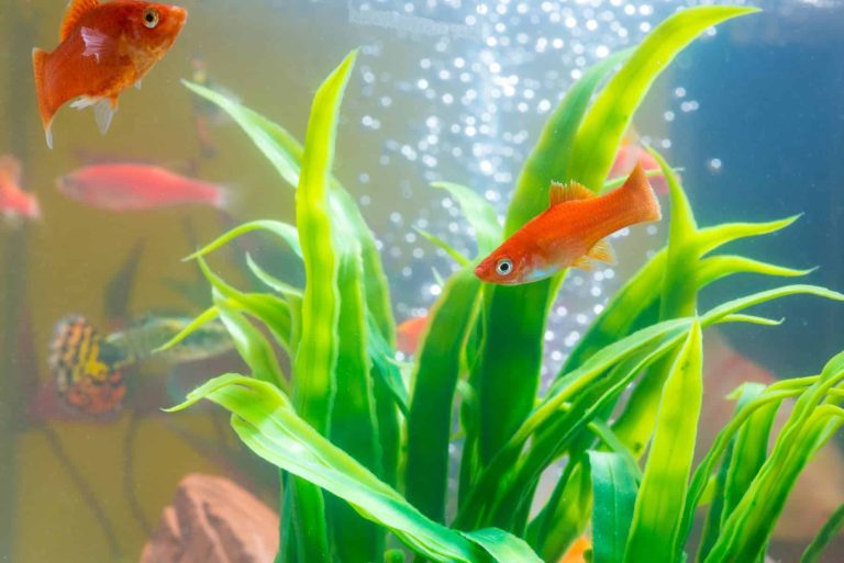 10 Natural Ways to Lower Nitrates in Fish Tank Fast