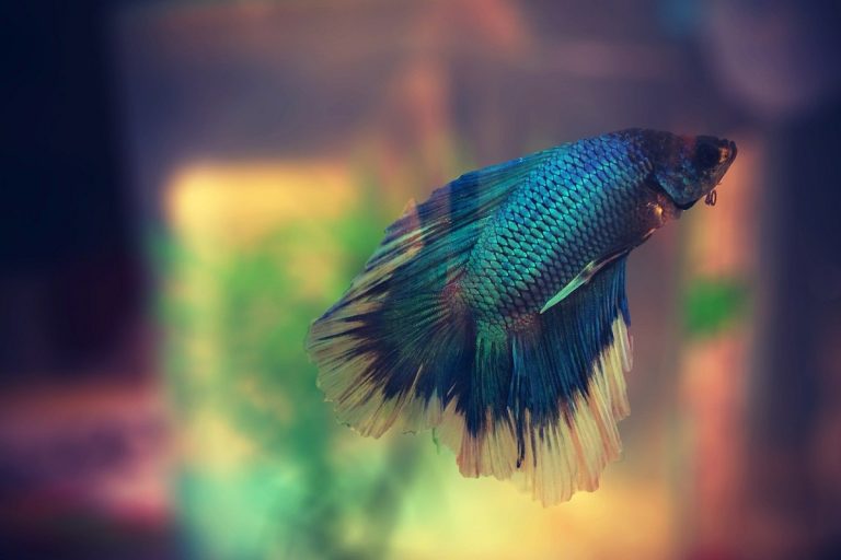 Betta Fin Rot Vs Fin Loss: Understanding the Differences