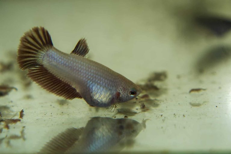 Betta Fish Constipation? Here’s How to Treat It!