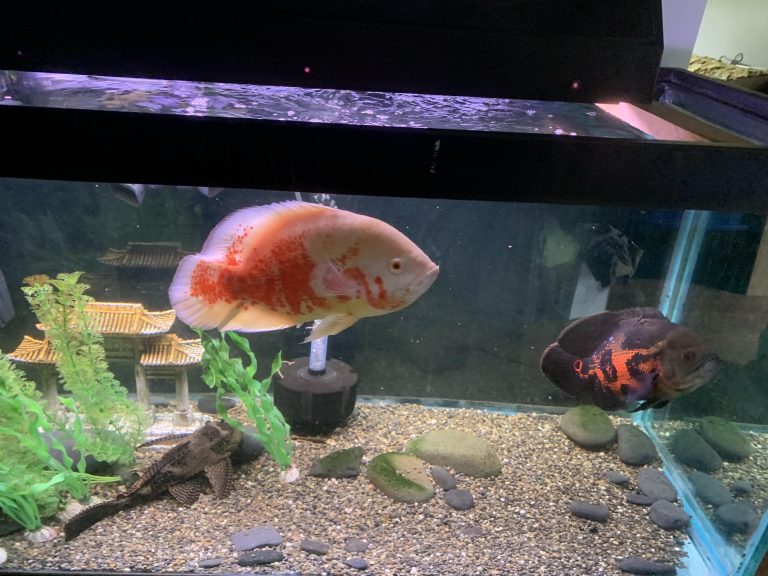 Can Oscar Fish Coexist with Goldfish in the Same Tank?