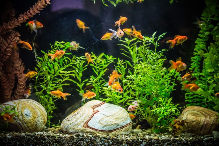 Beginner’s Guide: Starting a Freshwater Aquarium like a Pro