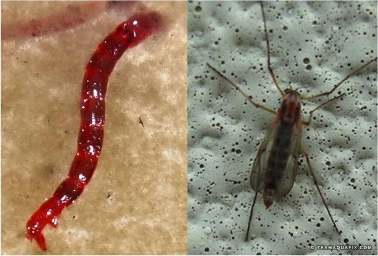 Troubleshooting Midge Fly Larvae in Your Aquarium