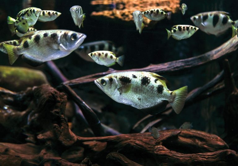Crack the Code: Popular Aquarium Fish Crossword Clue Revealed