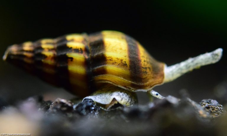 Assassin Snails and Mystery Snails: Compatible Tank Mates?