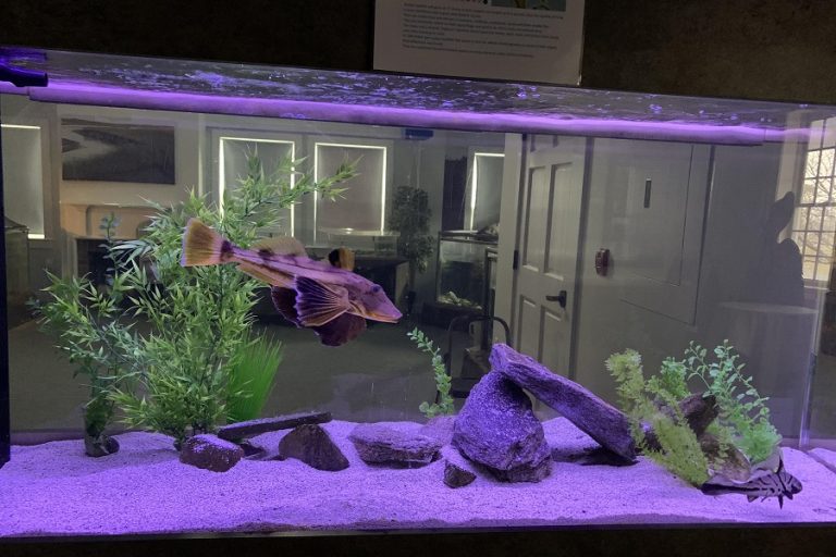 Ultimate Guide: Types of Aquarium Filters for Fish Tanks