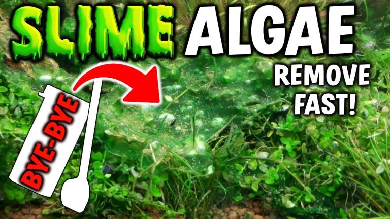 Bye-Bye Red Slime Algae: Your Ultimate Guide to Eliminating It!