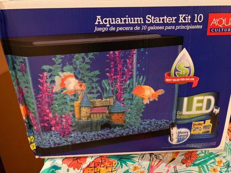 10-Gallon Tank Fish: Discover 8 Perfect Options for Beginners!
