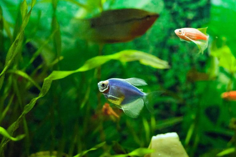5 Reasons Why Your Glofish is Laying on the Bottom of the Tank