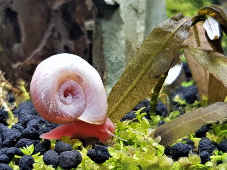 Stop Snails: Keep Them in Your Aquarium with These Tips