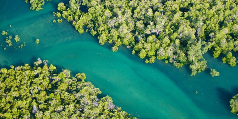 Unlock the Magic of Mangroves: Growing them in Freshwater