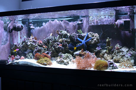 Maximizing Your Space: How Many Fish Can You Put in a 75 Gallon Tank