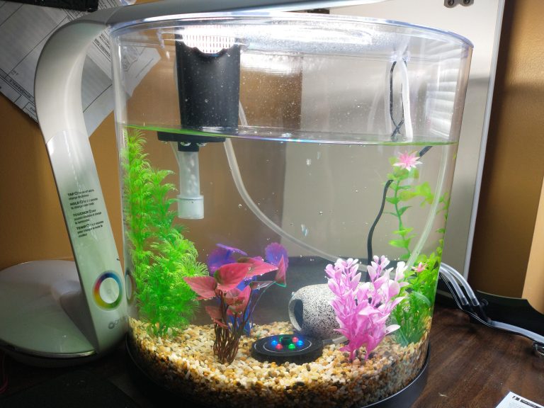 Sea Monkeys in Fish Tank: What You Need to Know