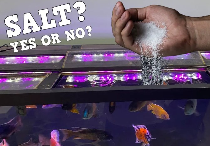 Can I Mix Salt Directly in My Aquarium