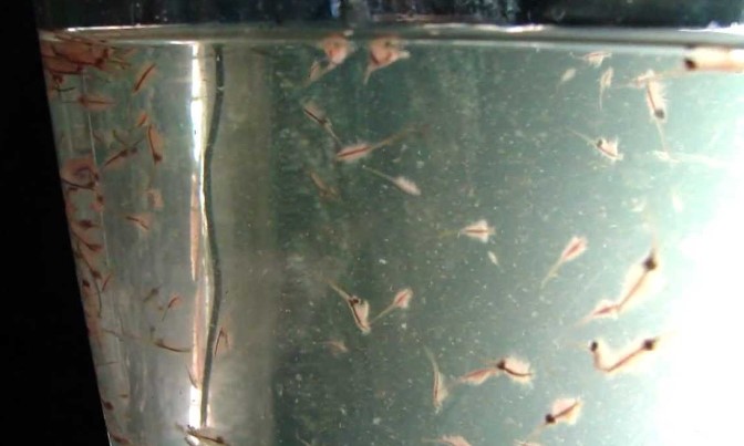 How to Deep Clean Your Sea Monkey Tank