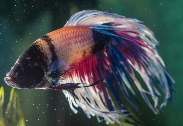 How to Revive a Lethargic Betta Fish