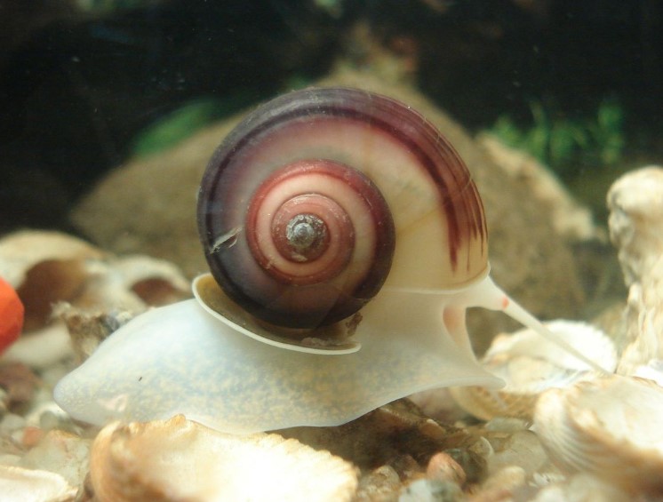 Unveiling the Truth: Is Aquarium Salt Safe for Mystery Snails?