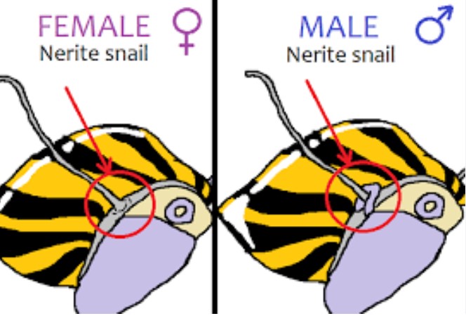 Male Vs Female Nerite Snail