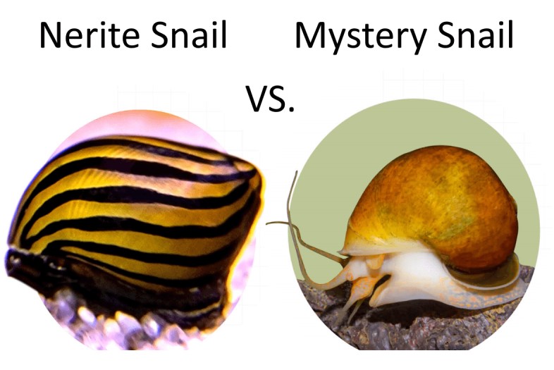 Nerite Snail Vs Mystery Snail