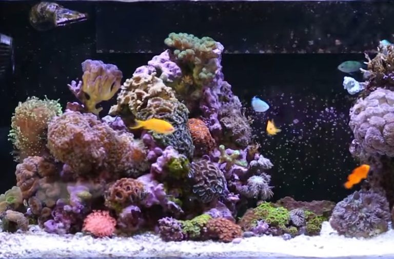 What is Uv Ozone in Aquarium: Clearing the Water and Boosting Health