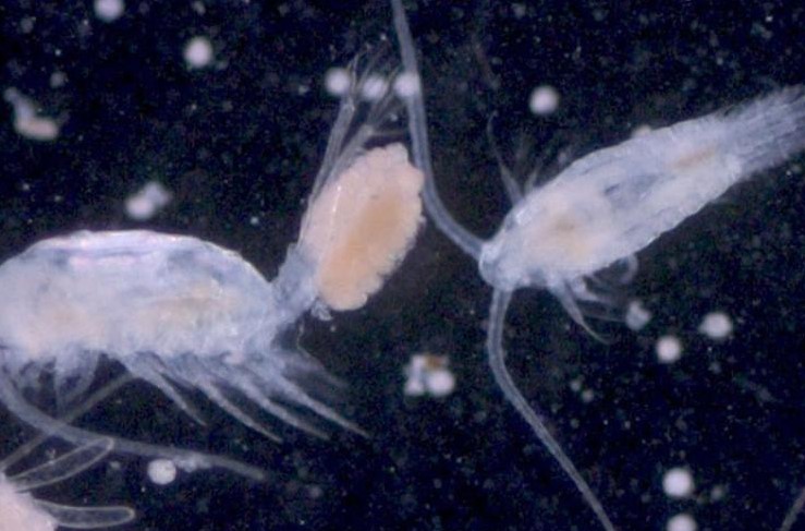What Do Copepods Eat?