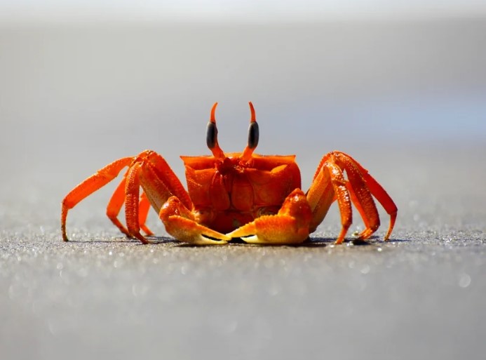 What Do Crabs Eat: A Comprehensive Guide to their Diet
