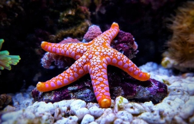 What Do Sea Stars Eat: Discover their Surprising Feeding Habits